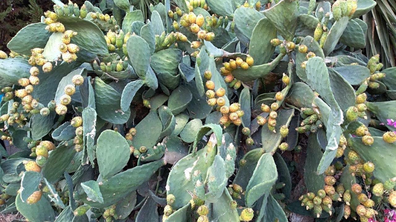 New Country House Salvia 사이티아 외부 사진